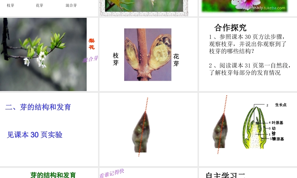 八年级生物上册 第四单元 第一章 第六节 芽的类型和结构课件3 济南版