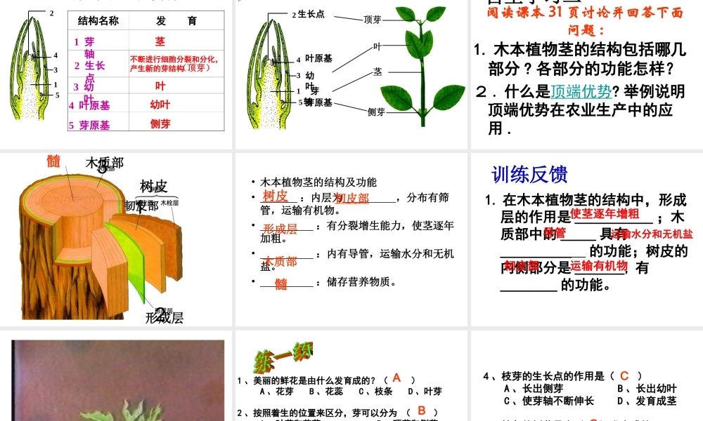 八年级生物上册 第四单元 第一章 第六节 芽的类型和结构课件3 济南版