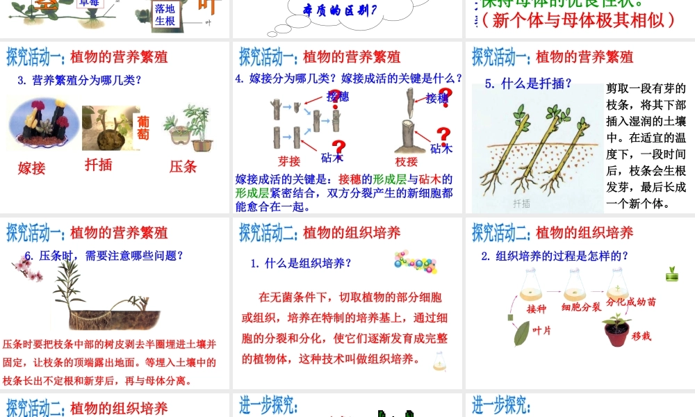 八年级生物上册 第四单元 第一章 第七节 植物的无性生殖课件 （新版）济南版-（新版）济南级上册生物课件