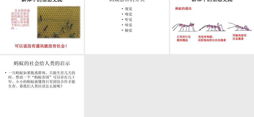 八年级生物上册《5.2.3 社会行为》课件 新人教版-新人教级上册生物课件