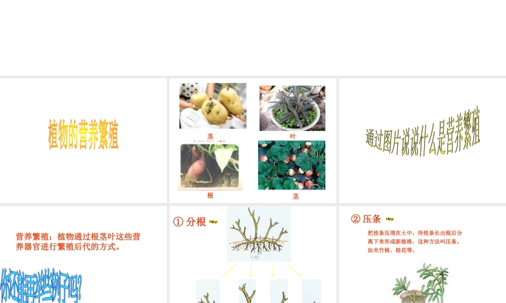 八年级生物上册 第四单元 第一章 第七节 植物的无性生殖课件 济南版