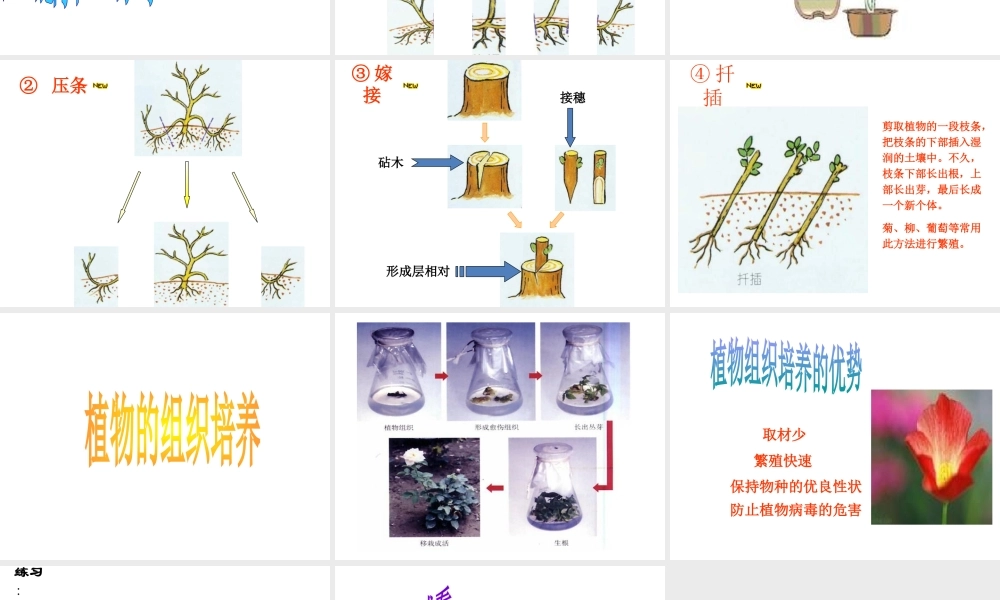 八年级生物上册 第四单元 第一章 第七节 植物的无性生殖课件 济南版