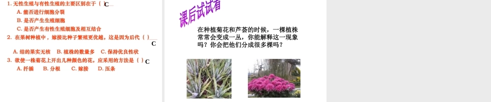 八年级生物上册 第四单元 第一章 第七节 植物的无性生殖课件 济南版