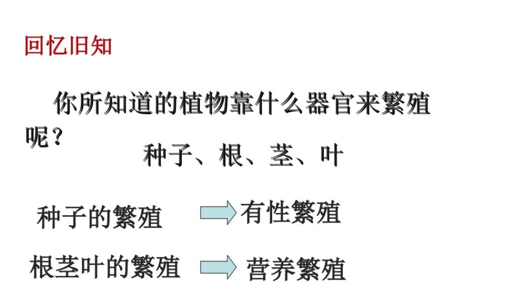 八年级生物上册 第四单元 第一章 第七节 植物的营养繁殖课件 （新版）济南版-（新版）济南版初中八年级上册生物课件