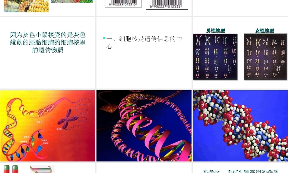 八年级生物上册《DNA是主要的遗传物质》课件 苏教版