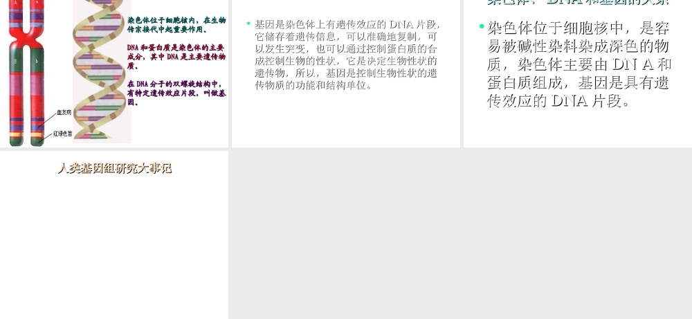 八年级生物上册《DNA是主要的遗传物质》课件 苏教版