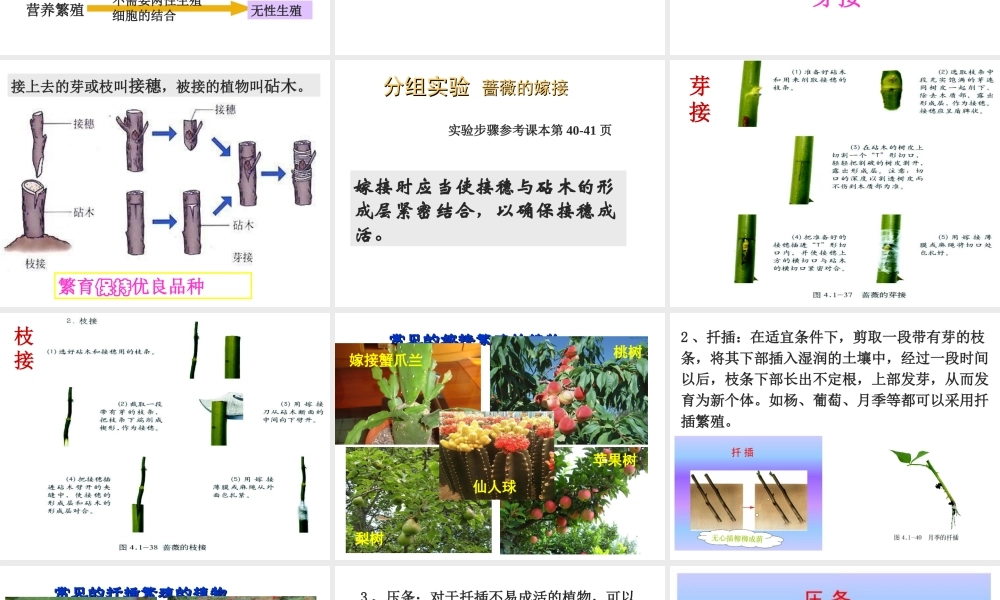 八年级生物上册 第四单元 第一章 第七节 植物的营养繁殖课件 （新版）济南版-（新版）济南级上册生物课件