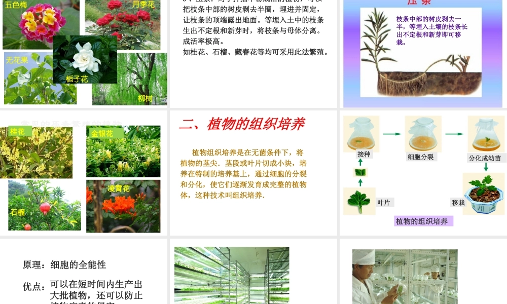 八年级生物上册 第四单元 第一章 第七节 植物的营养繁殖课件 （新版）济南版-（新版）济南级上册生物课件