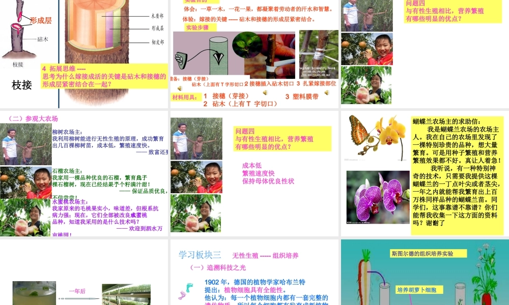 八年级生物上册 第四单元 第一章 第七节 植物的营养生殖课件 济南版-济南版初中八年级上册生物课件