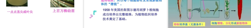 八年级生物上册 第四单元 第一章 第七节 植物的营养生殖课件 济南版-济南版初中八年级上册生物课件