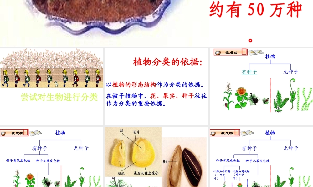 八年级生物上册《第六单元 第一章 第一节 尝试对生物进行分类》课件 （新版）新人教版-（新版）新人教级上册生物课件