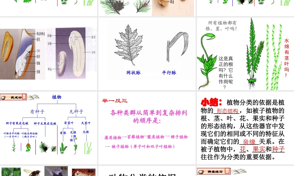 八年级生物上册《第六单元 第一章 第一节 尝试对生物进行分类》课件 （新版）新人教版-（新版）新人教级上册生物课件