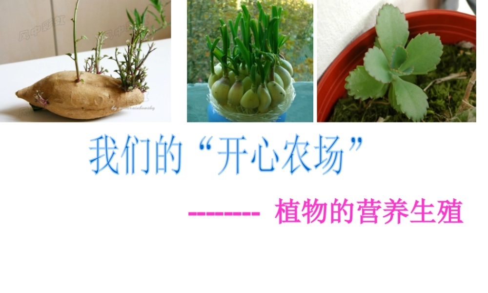 八年级生物上册 第四单元 第一章 第七节 植物的营养生殖课件 济南版-济南级上册生物课件