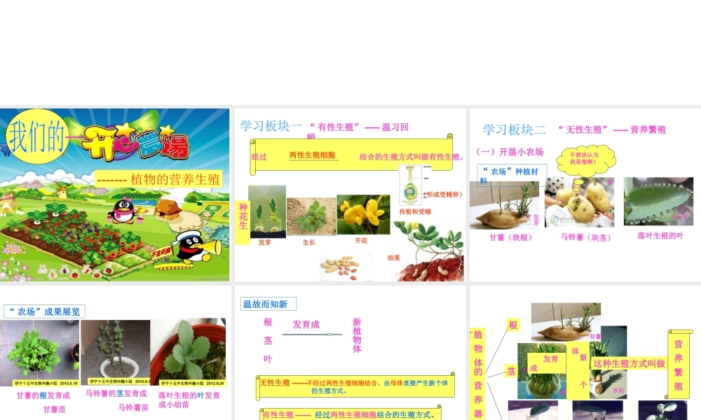 八年级生物上册 第四单元 第一章 第七节 植物的营养生殖课件 济南版-济南级上册生物课件