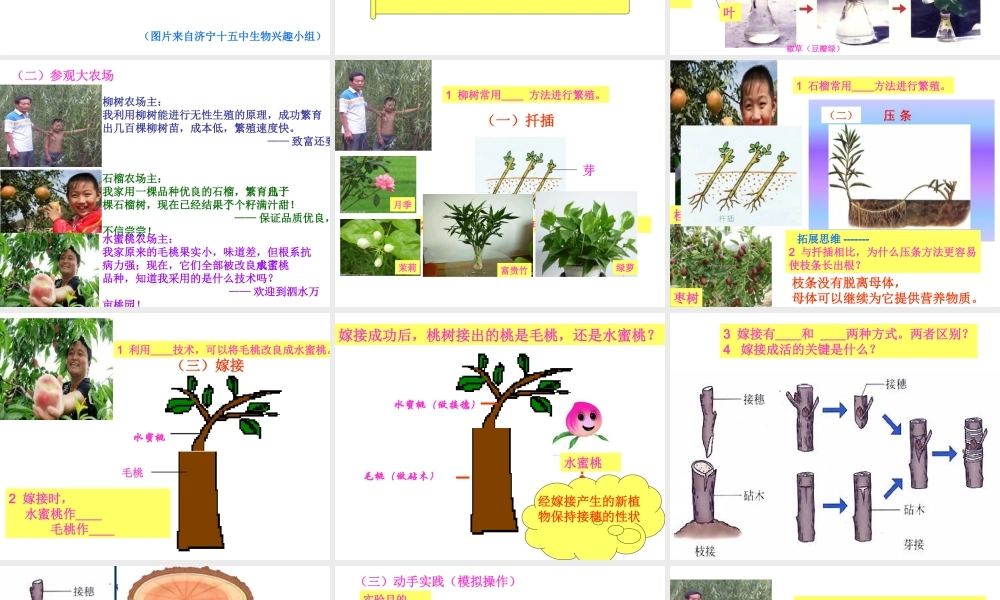 八年级生物上册 第四单元 第一章 第七节 植物的营养生殖课件 济南版-济南级上册生物课件