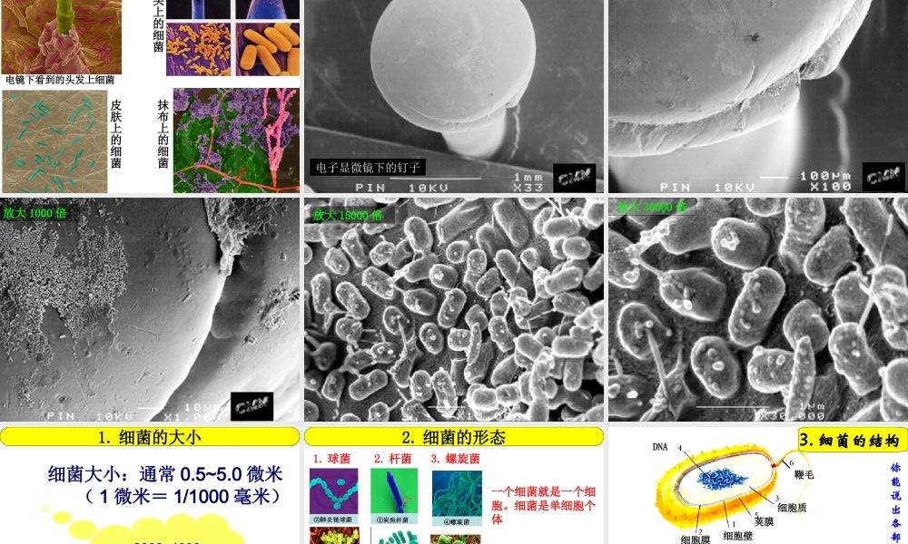 八年级生物上册 第五单元 第四章 第二节 细菌教学课件 （新版）新人教版-（新版）新人教版初中八年级上册生物课件