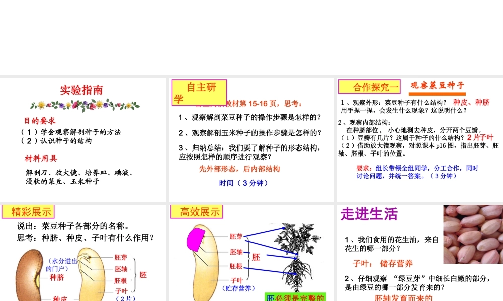 八年级生物上册 第四单元 第一章 第三节 种子的结构课件 （新版）济南版-（新版）济南版初中八年级上册生物课件