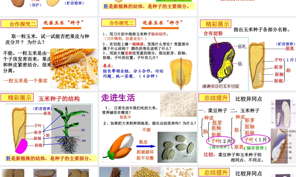 八年级生物上册 第四单元 第一章 第三节 种子的结构课件 （新版）济南版-（新版）济南版初中八年级上册生物课件