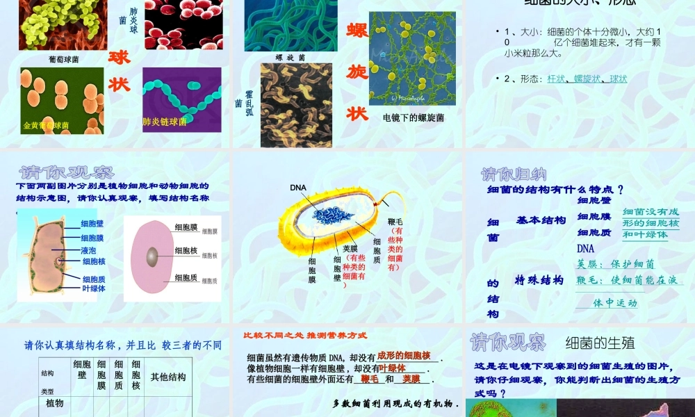 八年级生物上册 第五单元 第四章 第二节 细菌课件 （新版）新人教版-（新版）新人教版初中八年级上册生物课件