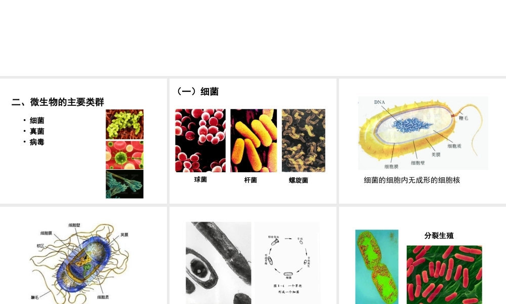 八年级生物上册 第十八章 第一节 微生物在生物圈中的作用课件 北师大版