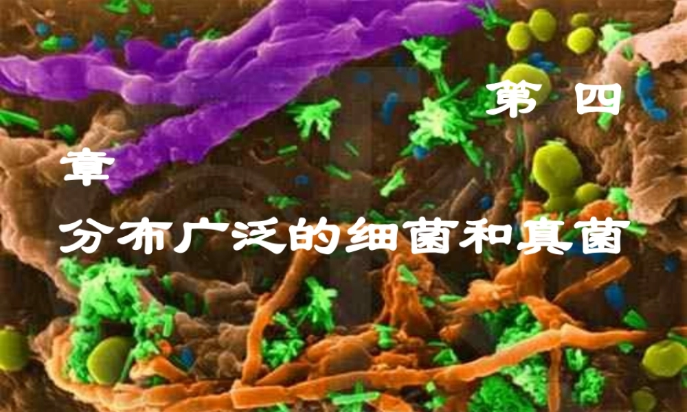 八年级生物上册 第五单元 第四章 第二节 细菌课件 （新版）新人教版-（新版）新人教级上册生物课件