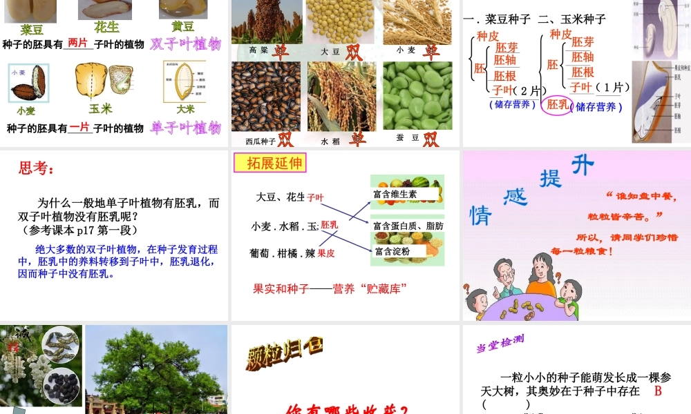 八年级生物上册 第四单元 第一章 第三节 种子的结构课件 （新版）济南版-（新版）济南级上册生物课件