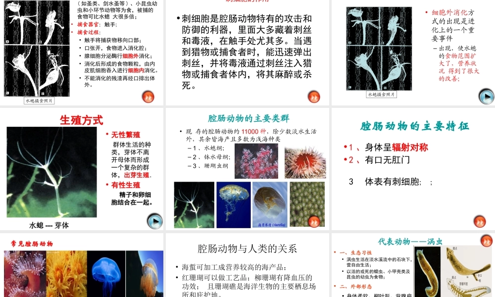 八年级生物上册《第五单元 第一章 动物的主要类群》课件 （新版）新人教版-（新版）新人教版初中八年级上册生物课件