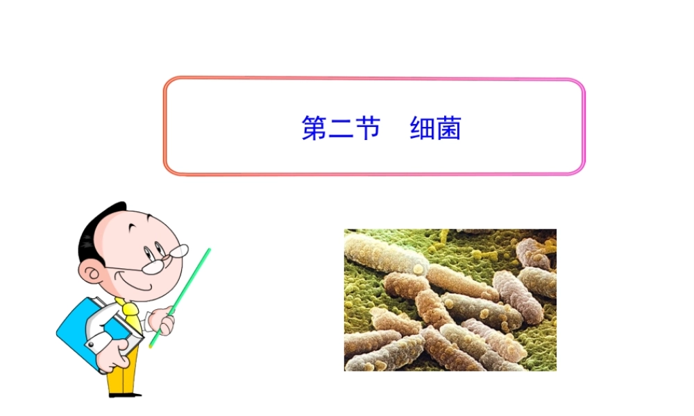 八年级生物上册 第五单元 第四章 第二节 细菌课件 新人教版