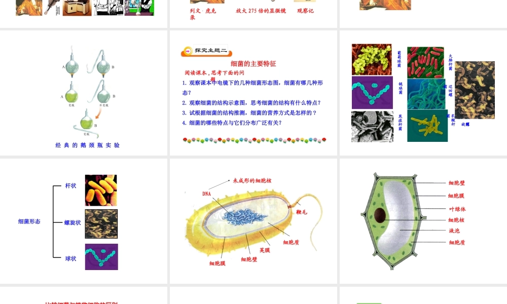 八年级生物上册 第五单元 第四章 第二节 细菌课件 新人教版