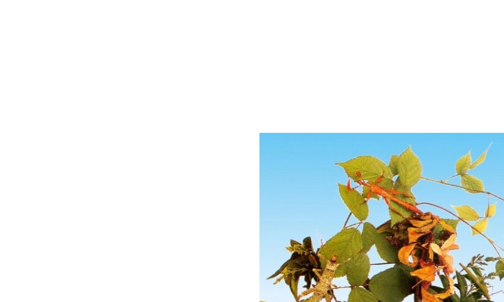 八年级生物上册 第十八章 动物的行为课件 苏教版