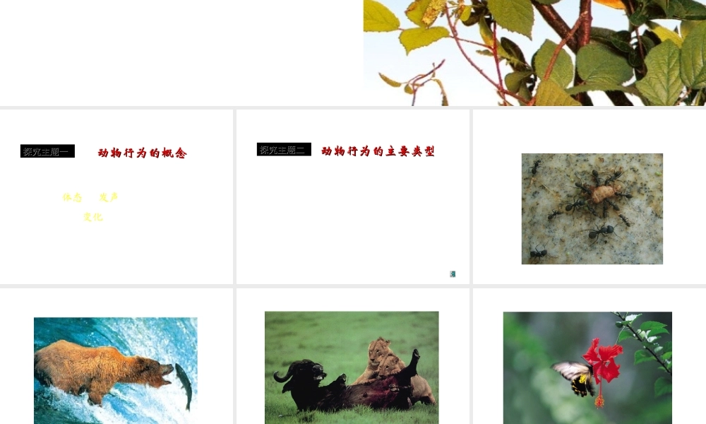 八年级生物上册 第十八章 动物的行为课件 苏教版