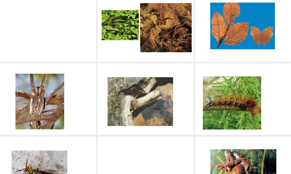 八年级生物上册 第十八章 动物的行为课件 苏教版