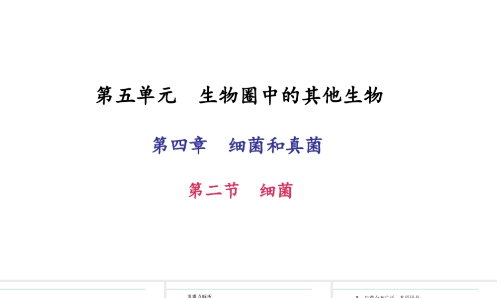 八年级生物上册 第五单元 第四章 第二节 细菌习题课件 （新版）新人教版-（新版）新人教版初中八年级上册生物课件
