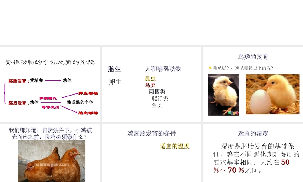 八年级生物上册《动物的发育》课件2 苏科版
