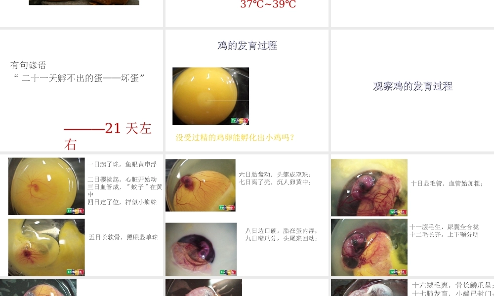 八年级生物上册《动物的发育》课件2 苏科版