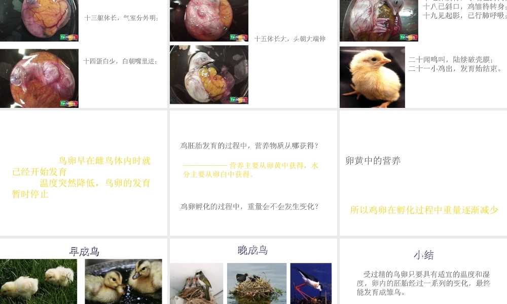 八年级生物上册《动物的发育》课件2 苏科版