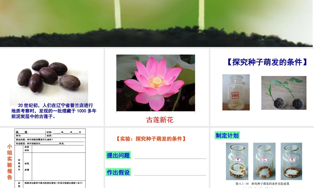 八年级生物上册 第四单元 第一章 第四节 种子的萌发课件（2）（新版）济南版-（新版）济南版初中八年级上册生物课件