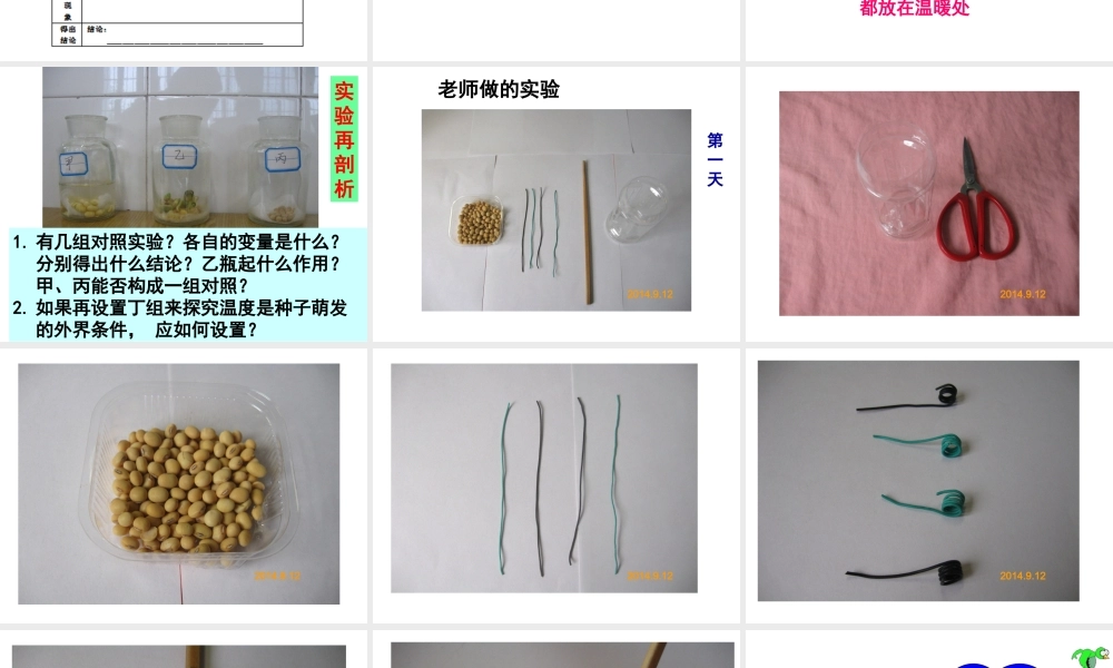 八年级生物上册 第四单元 第一章 第四节 种子的萌发课件（2）（新版）济南版-（新版）济南版初中八年级上册生物课件