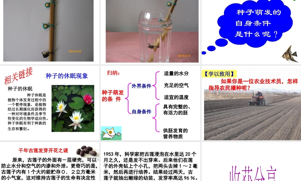 八年级生物上册 第四单元 第一章 第四节 种子的萌发课件（2）（新版）济南版-（新版）济南版初中八年级上册生物课件