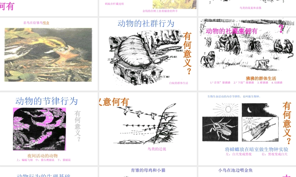 八年级生物上册《动物的行为》课件 苏教版