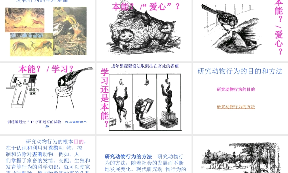 八年级生物上册《动物的行为》课件 苏教版