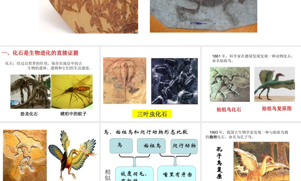 八年级生物上册 第十二章 第二节 生物的进化课件 （新版）北京版-北京级上册生物课件