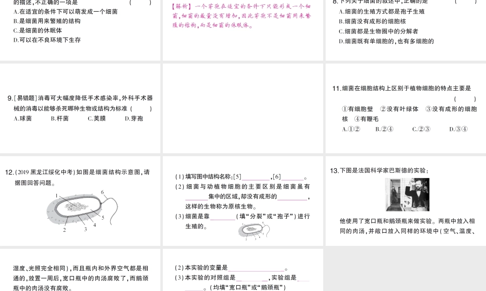 八年级生物上册 第五单元 第四章 第二节 细菌作业课件 （新版）新人教版-（新版）新人教版初中八年级上册生物课件