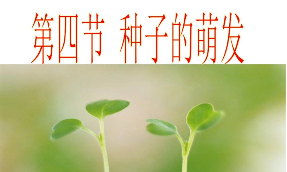 八年级生物上册 第四单元 第一章 第四节 种子的萌发课件（2）（新版）济南版-（新版）济南级上册生物课件