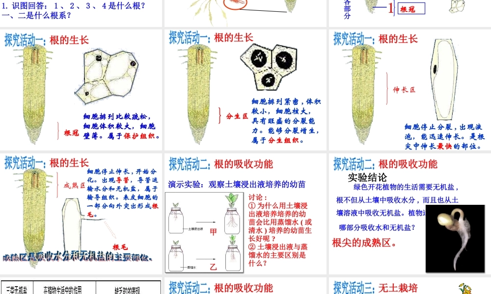 八年级生物上册 第四单元 第一章 第五节 根的结构与功能课件 （新版）济南版-（新版）济南版初中八年级上册生物课件