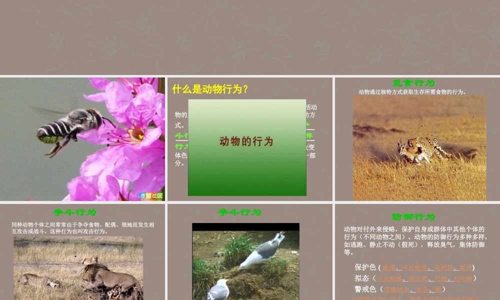 八年级生物上册《动物的行为》课件1 苏科版