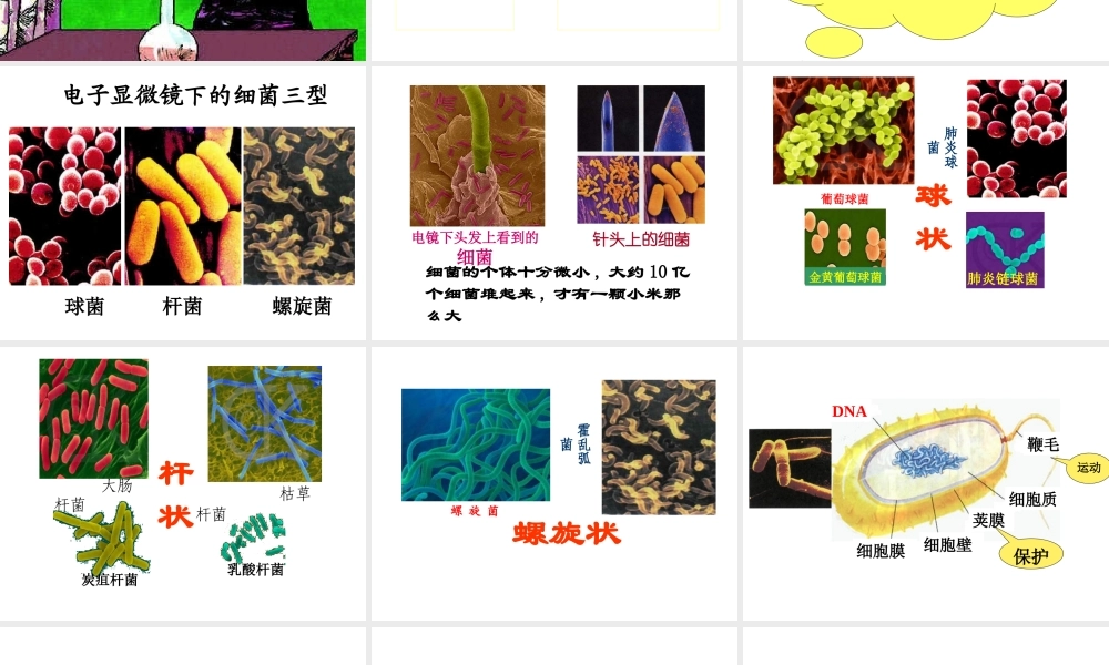 八年级生物上册 第五单元 第四章 第二节《细菌》教学课件 （新版）新人教版-（新版）新人教版初中八年级上册生物课件
