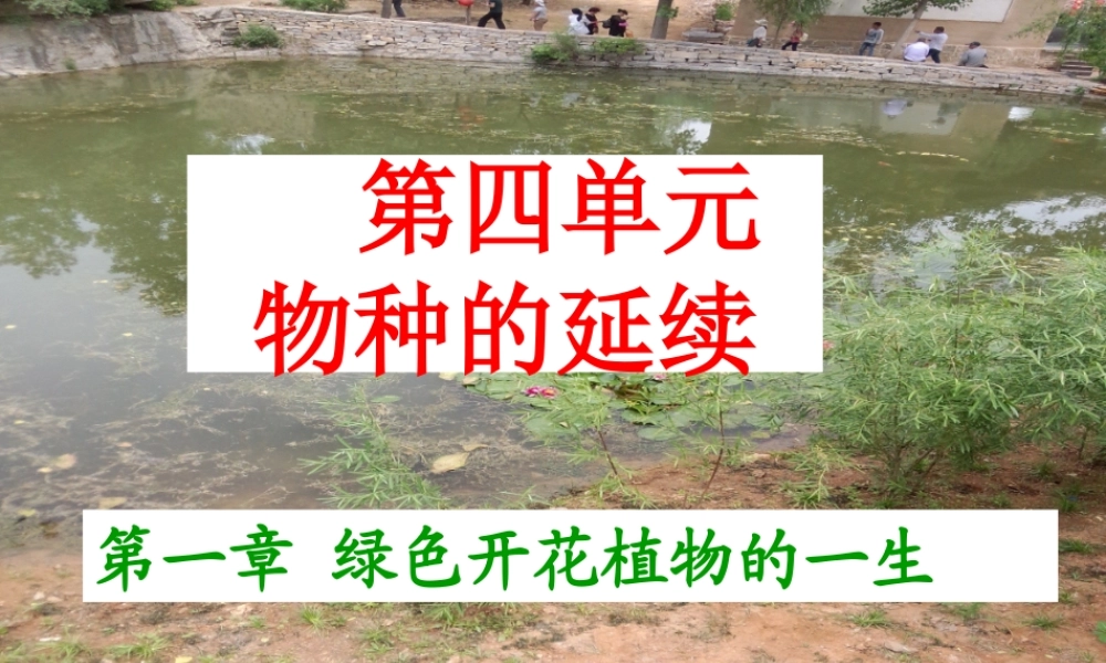 八年级生物上册 第四单元 第一章 第五节 根的结构与功能课件 （新版）济南版-（新版）济南级上册生物课件