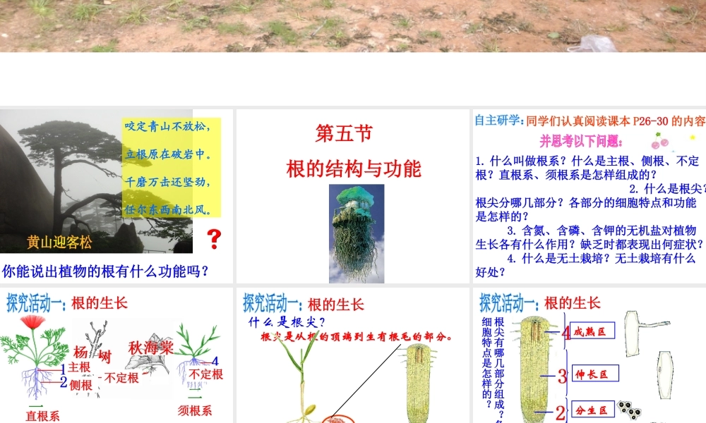 八年级生物上册 第四单元 第一章 第五节 根的结构与功能课件 （新版）济南版-（新版）济南级上册生物课件