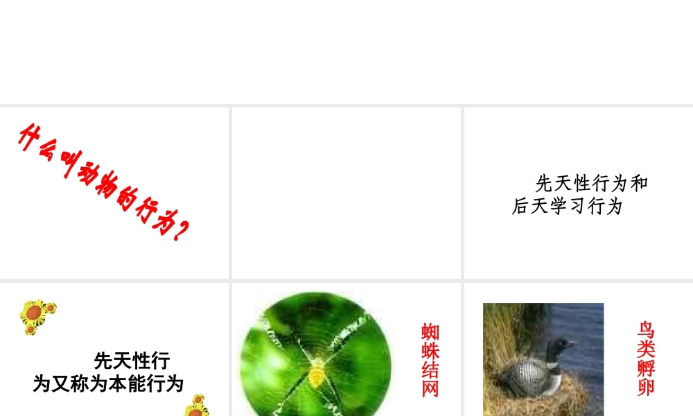 八年级生物上册《动物的行为》课件2 北师大版